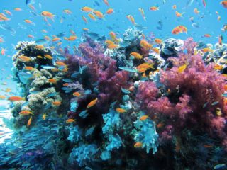 lots of orange and blue fish swimming among different types of corals on a reef