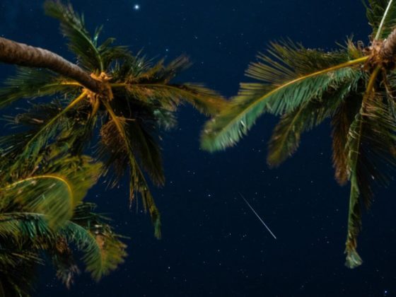 Night sky in Hawaii, under palm trees, Maui star gazing