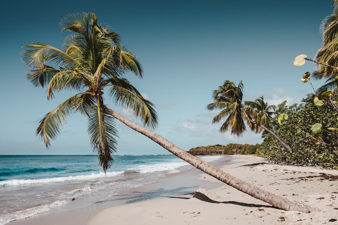 Leaning palm tree on a tropical Caribbean beach