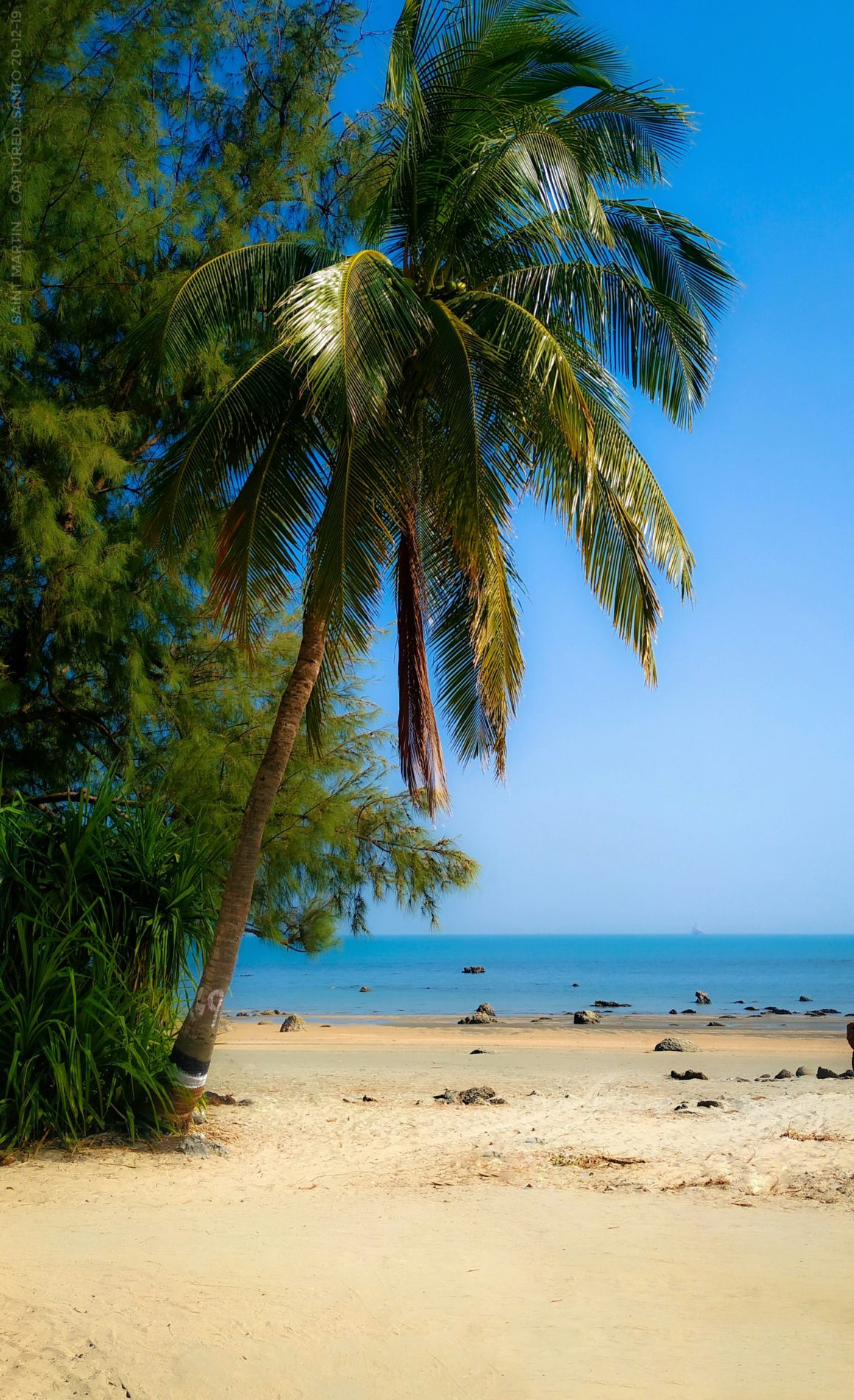 Palm tree leaning over a quiet sandy beach in Saint Martin