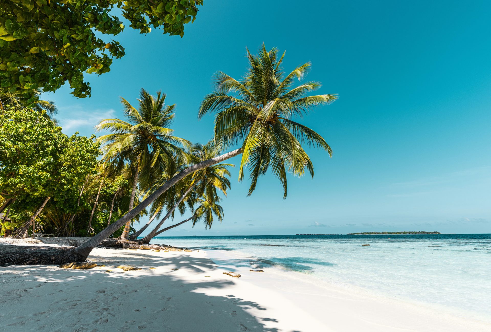 Tropical palm-fringed beach with white sand and turquoise water