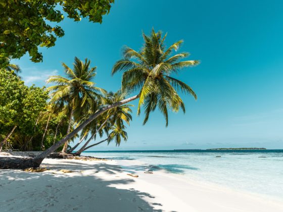 Tropical palm-fringed beach with white sand and turquoise water