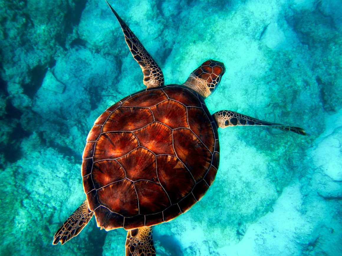 Sea turtle above coral reef.