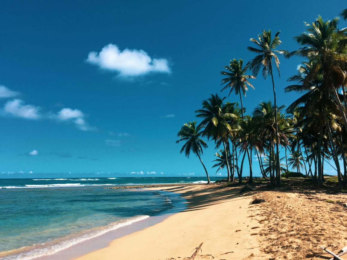 Palm trees on sandy beach.