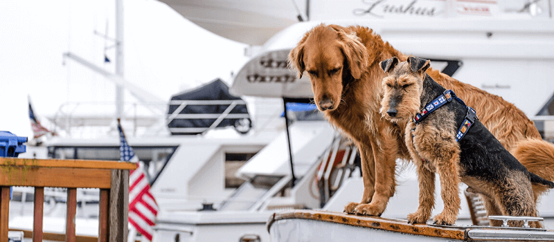 vacaciones con perritos a bordo