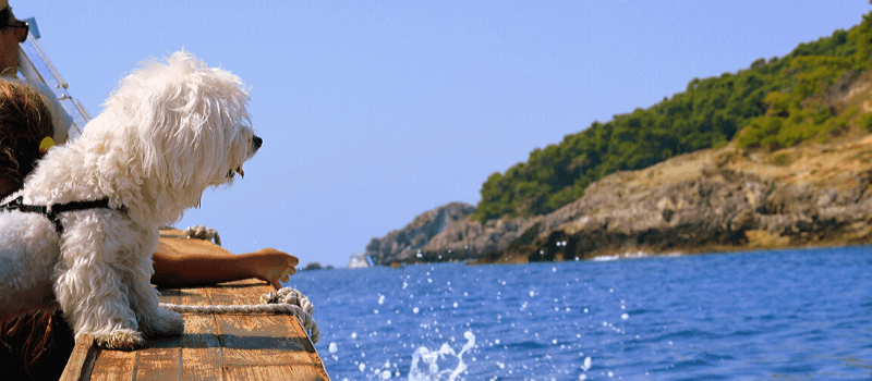 perro divirtiéndose en el mar