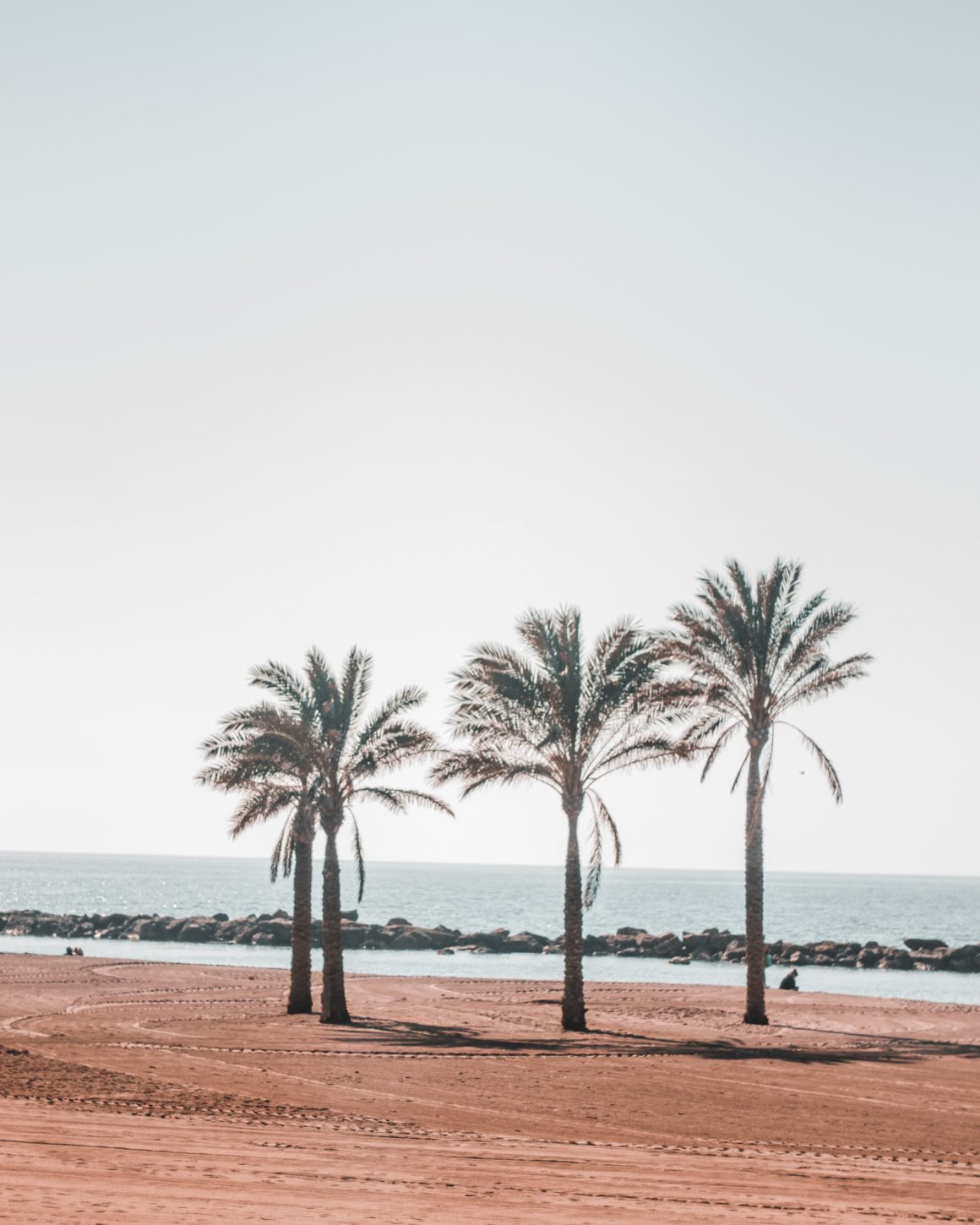 Cuatro palmeras en la playa de Almería.