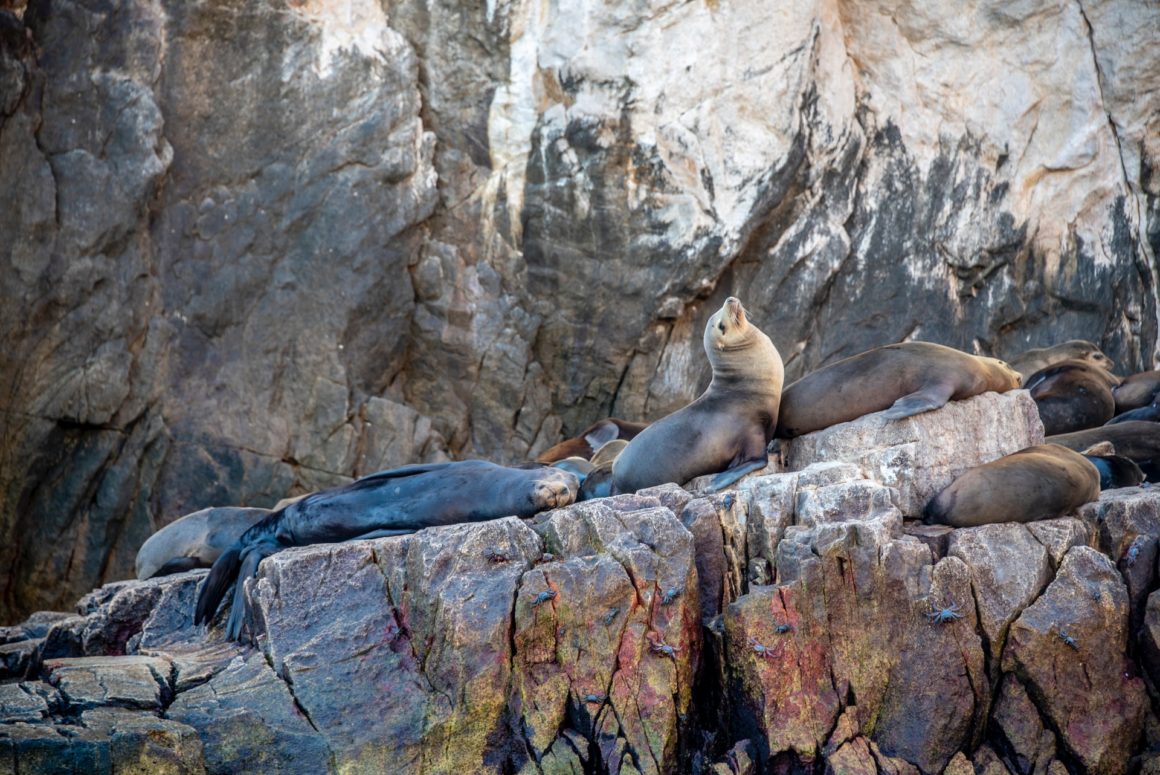 Focas y lobos marinos reposando en las rocas cercanas a el Arco de Los Cabos