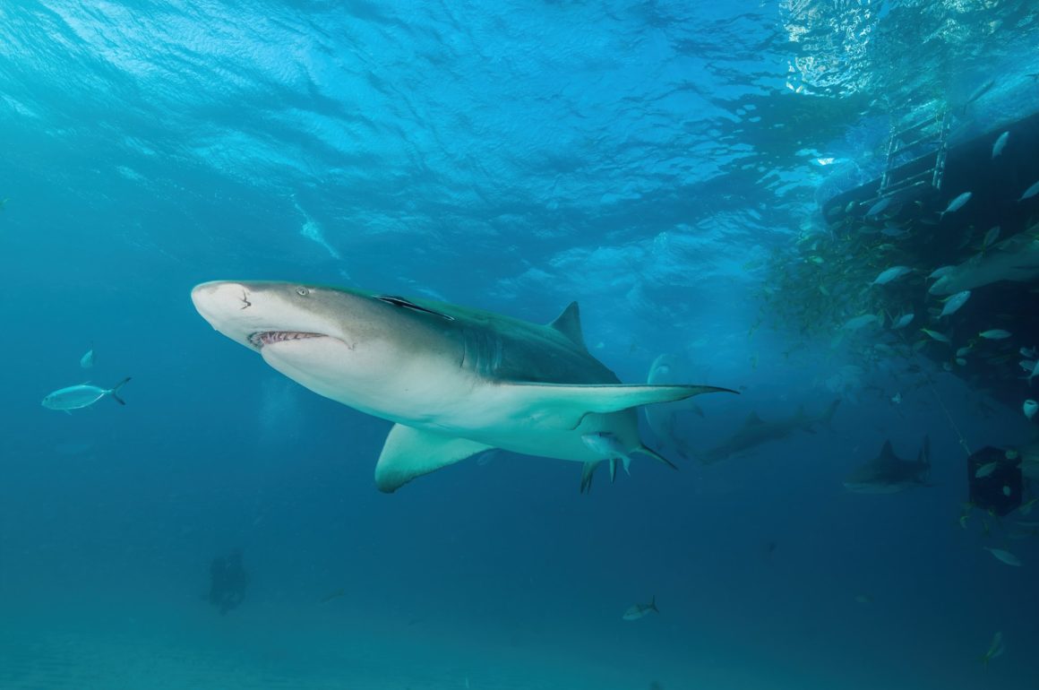 Tiburon nadando en la costa de una isla de las Bahamas.