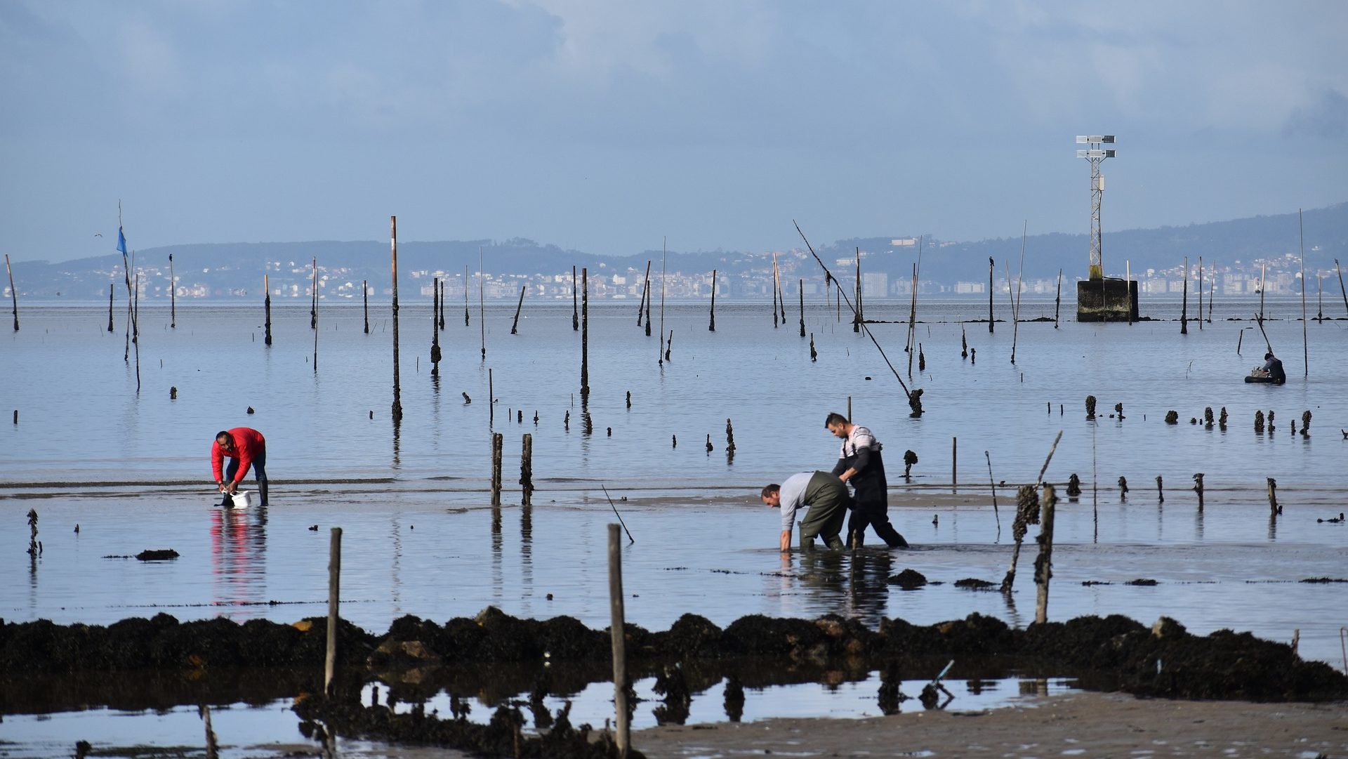 Recolectores de almejas de carril en Arousa, una de las cosas que ver en las Rías Baixas