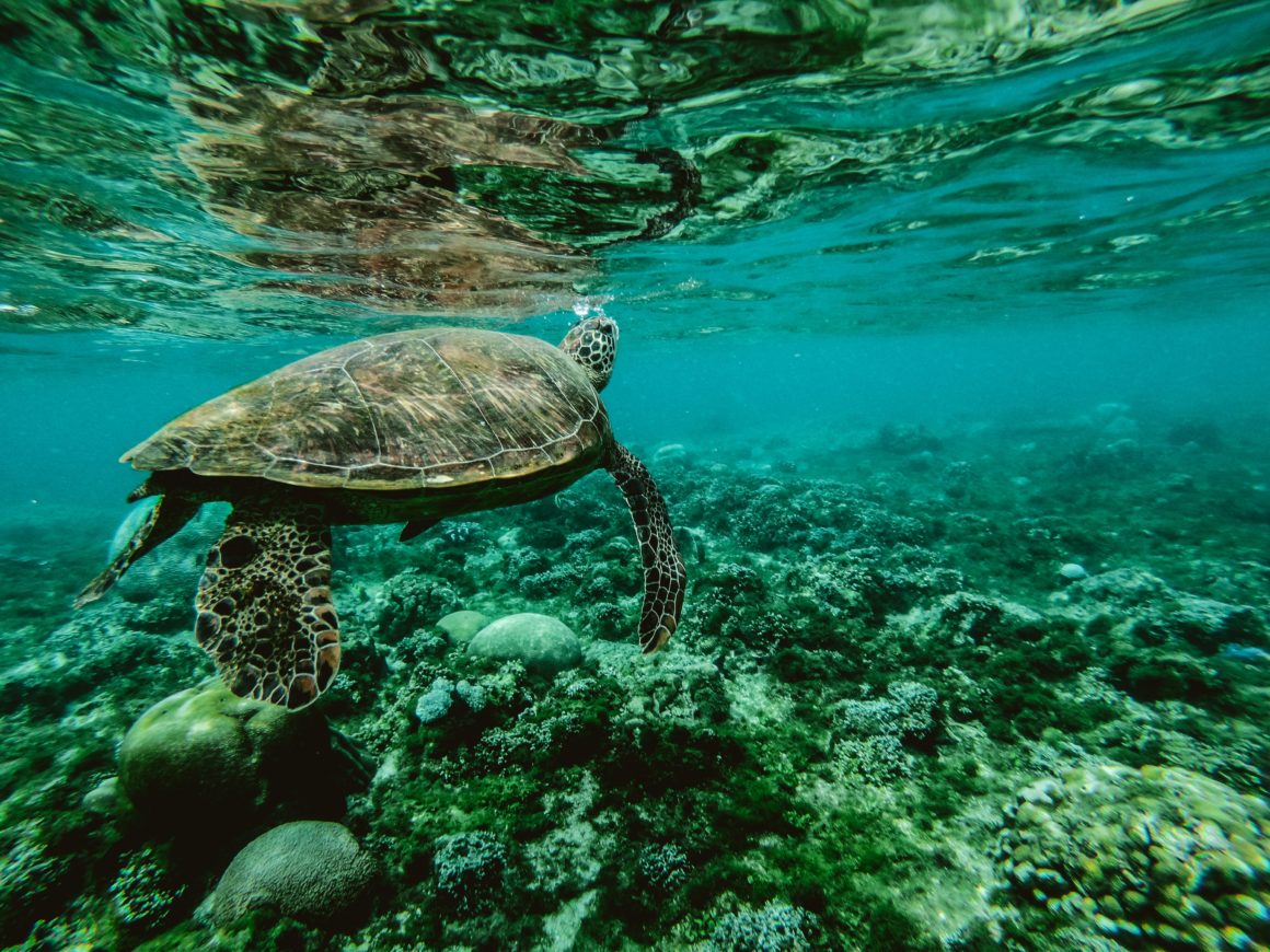 Tortuga nadando en Turquoise Bay