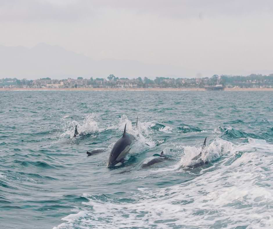 Delfines saltando y jugando en el mar cerca de Málaga