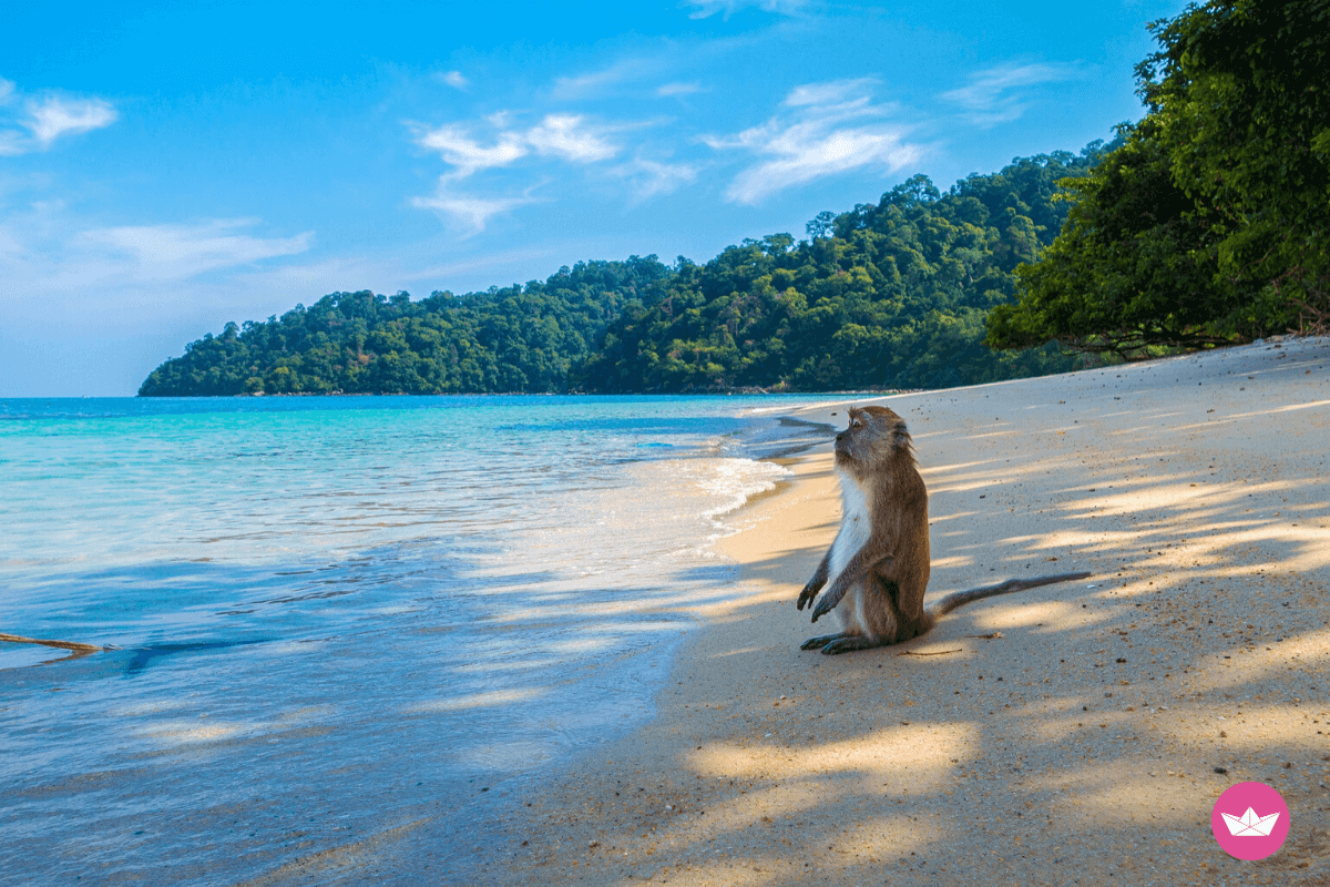 spiaggia con scimmia