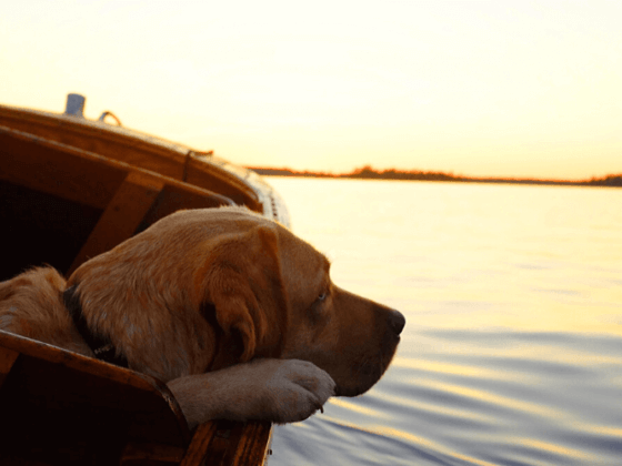 in barca con il cane
