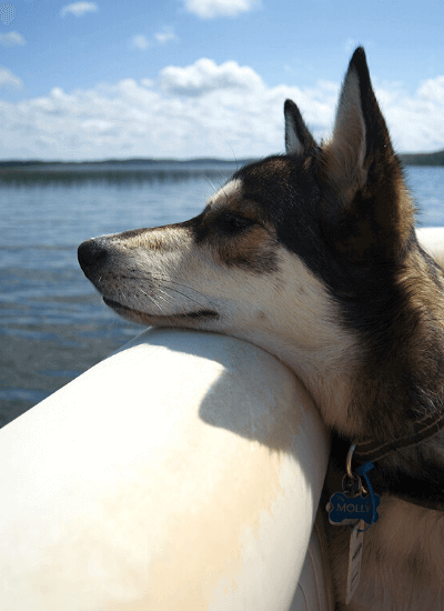 muso di un cane in barca