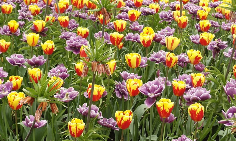 Tulipani Giardini di Sigurtà