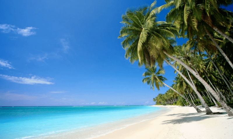 spiaggia bianca alle Bahamas con mare cristallino e palme inclinate