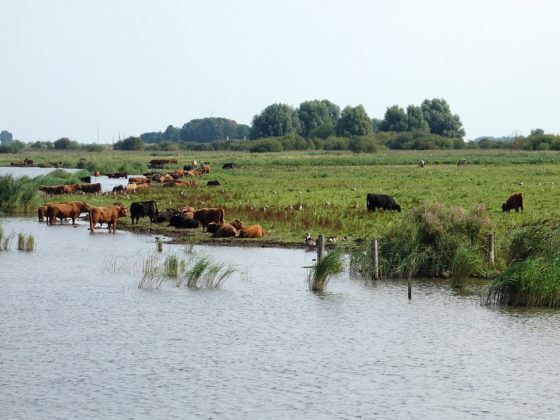Wilde koeien aan het water in de natuur