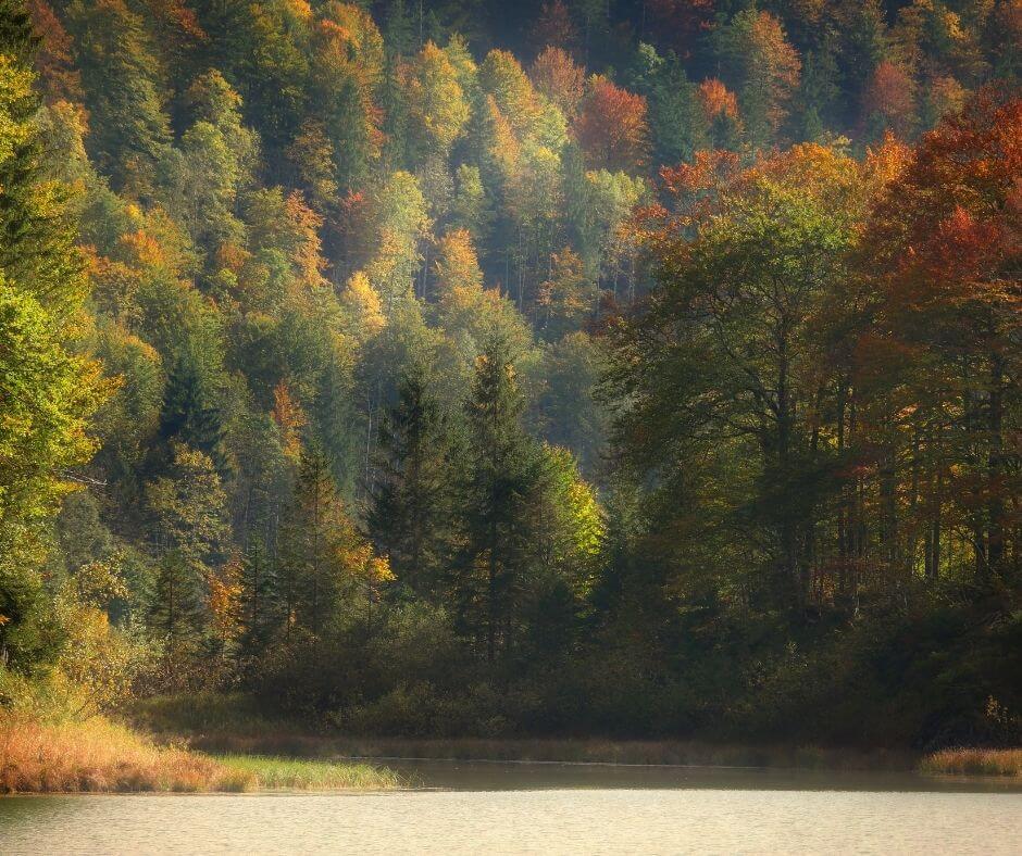 Bomen in de Herfst, voorbeeld van wat je kan verwachten op het water in de herfstvakantie.
