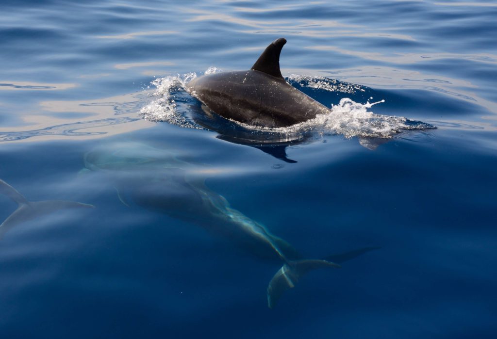 teneryfa delfin