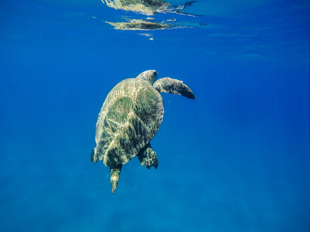 żółw woda zakynthos