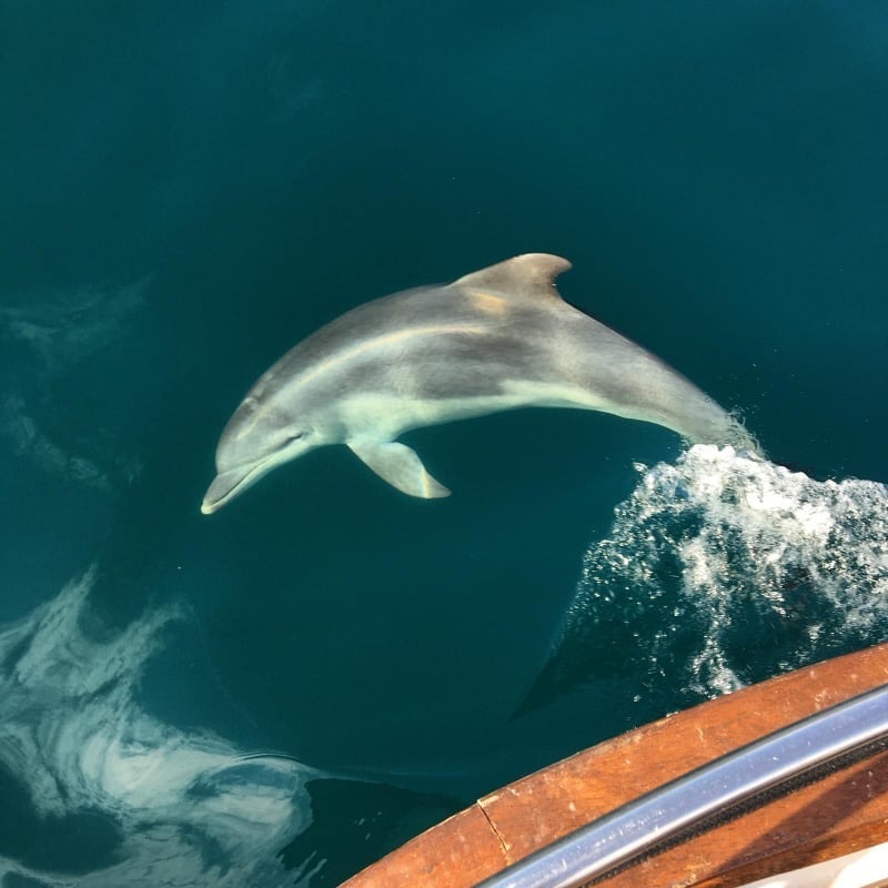 Naturais do Estuário do Sado, os golfinhos fazem parte das atrações turísticas de Setúbal
