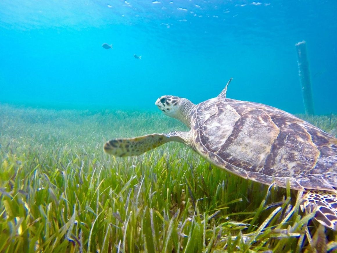 Em uma foto submarina é possível ver uma tartaruga marinha nadando em um mar azul e em meio a uma espécie de grana marinha.