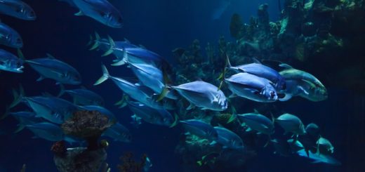 стая рыб