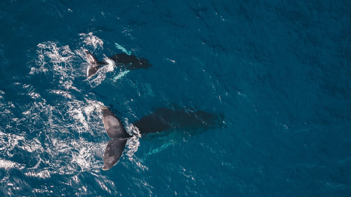 наблюдение за китами