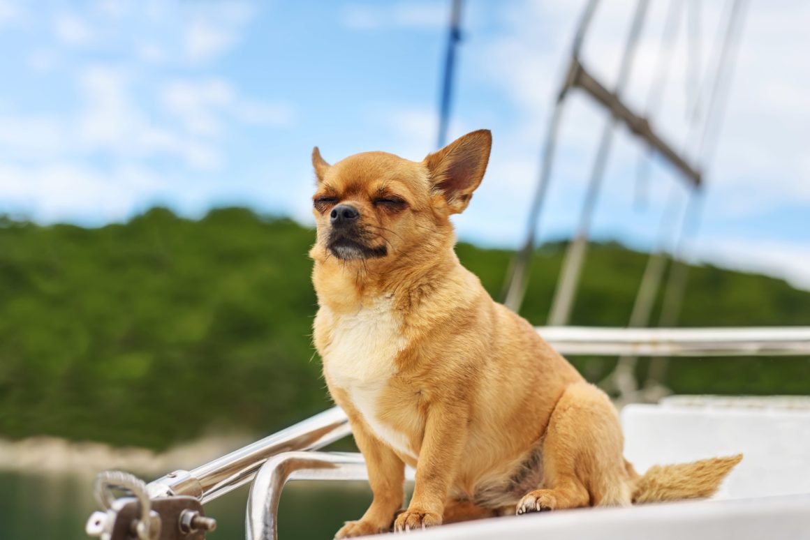 собака на борту яхты