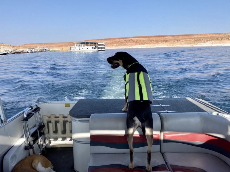 собака на яхте