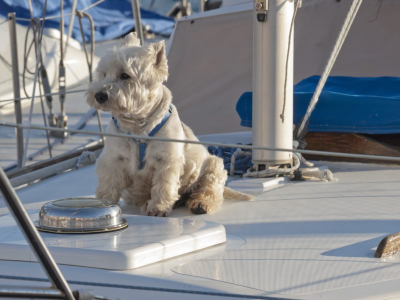 собака на яхте