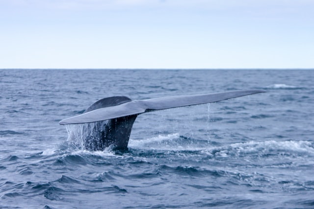 кит на Азорах
whale in Azores