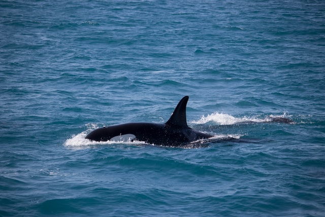 касатка
orca