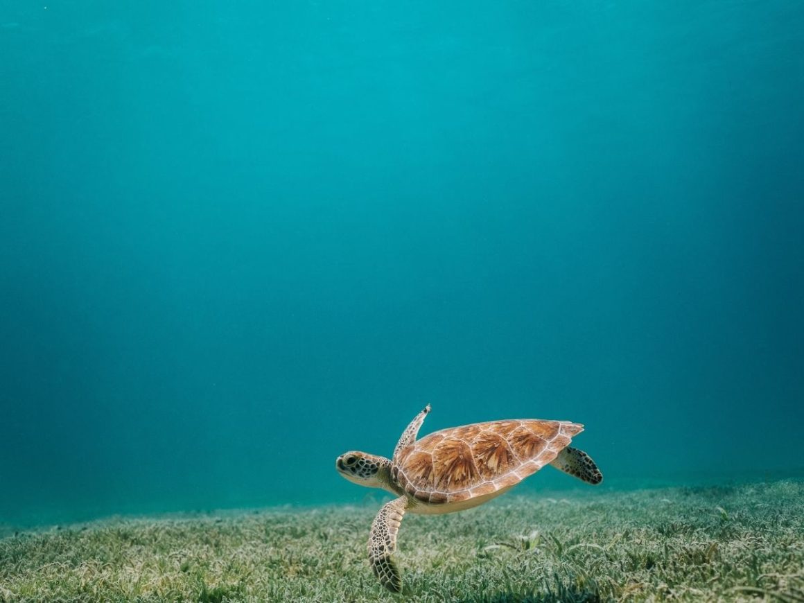 Mexikansk sköldpadda i havet