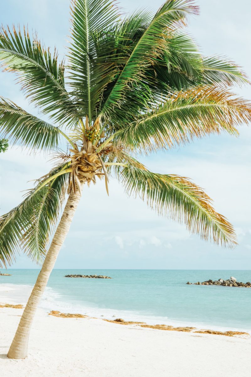 A Palm tree on a beach in Key West 