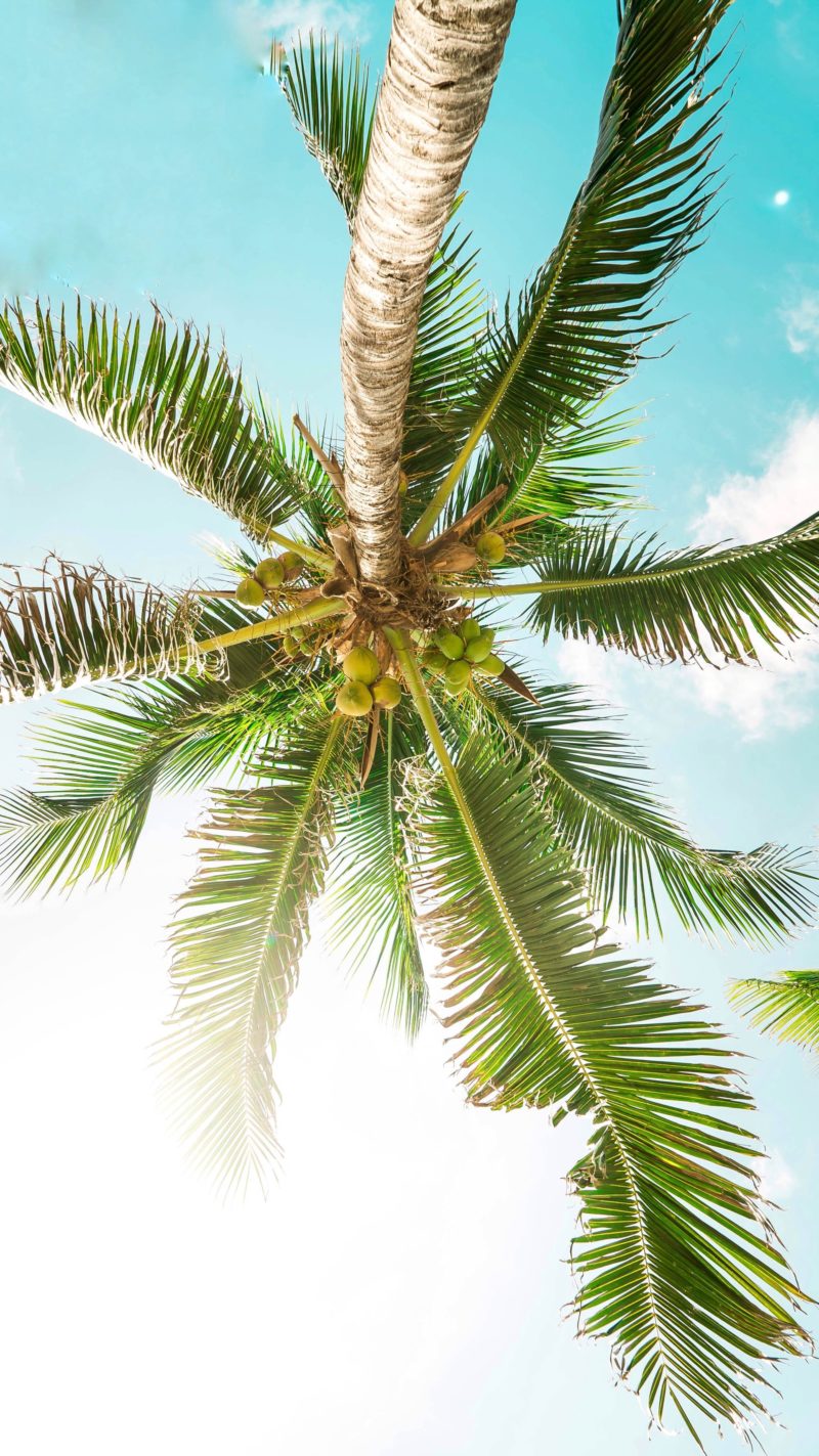 Looking up at a Palm Tree in Cancun