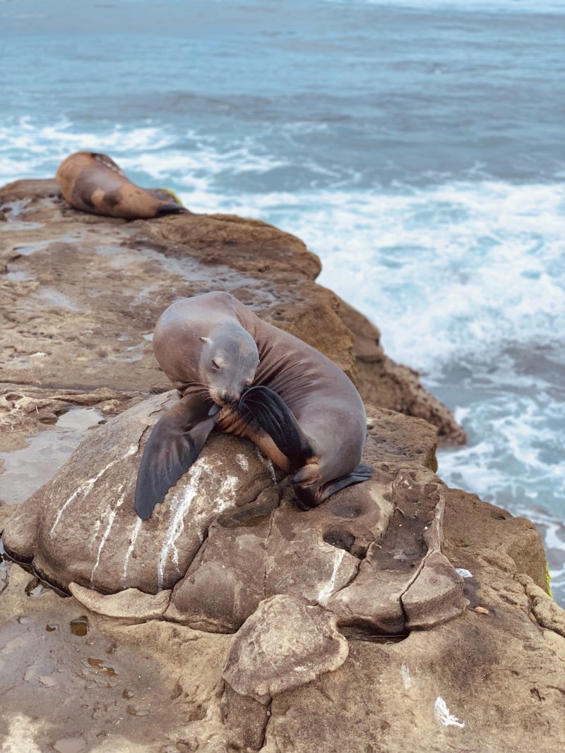 Wild seals on rocks in California