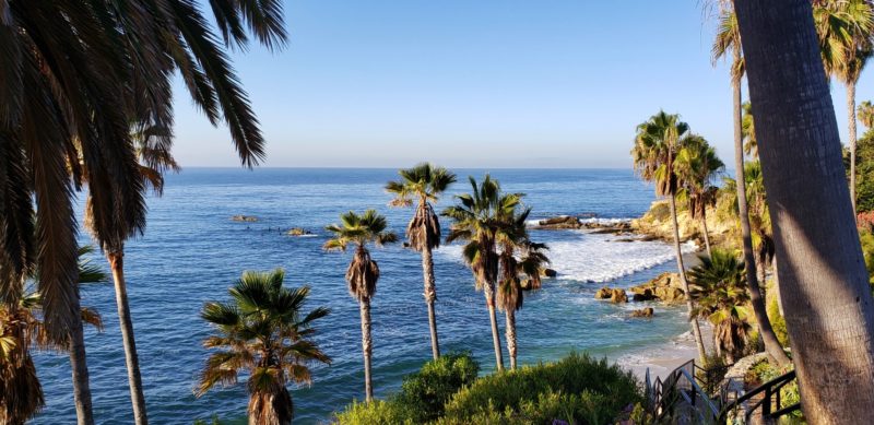 Beach with Palm Trees in San Diego