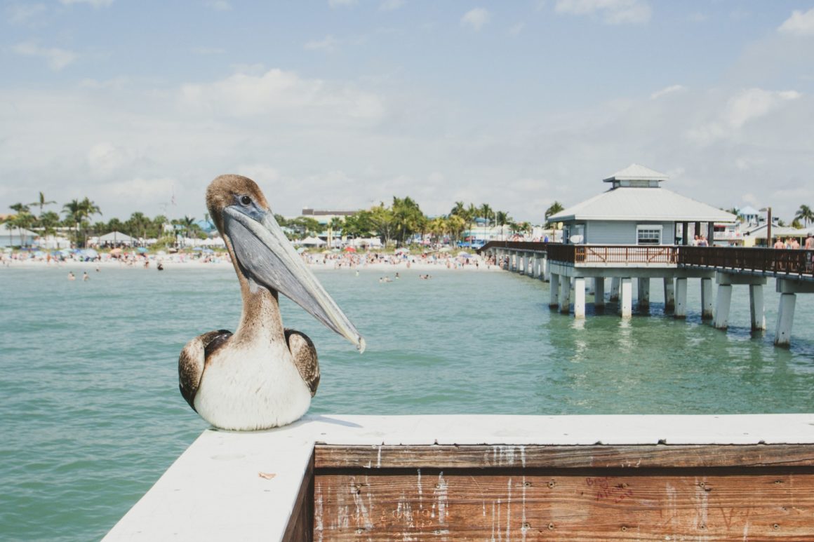 Pelican at Fort Myers Beach, Florida