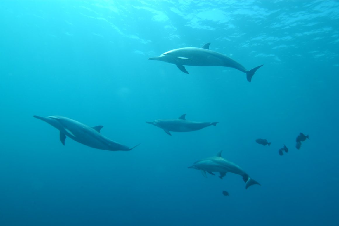 dolphins in cabo san lucas, cabo san lucas dolphins, snorkeling in cabo san lucas, see dolphins in cabo san lucas, dolphin tour in cabo san lucas