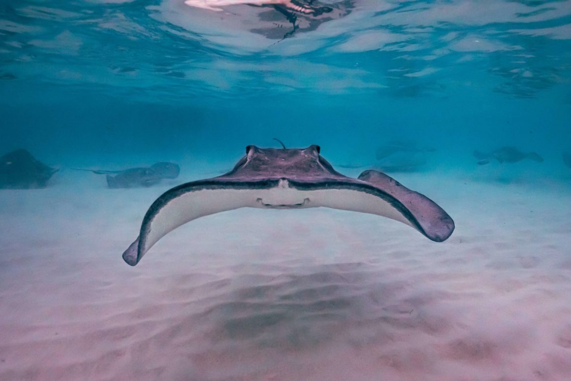 Stingray spotted when snorkeling in the waters of Grand Cayman