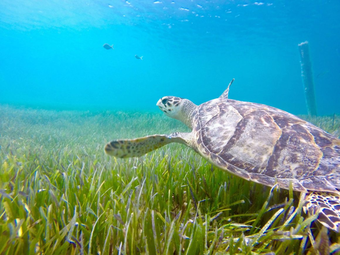 A turtle in sea kelp seen while snorkeling in Turks and Caicos