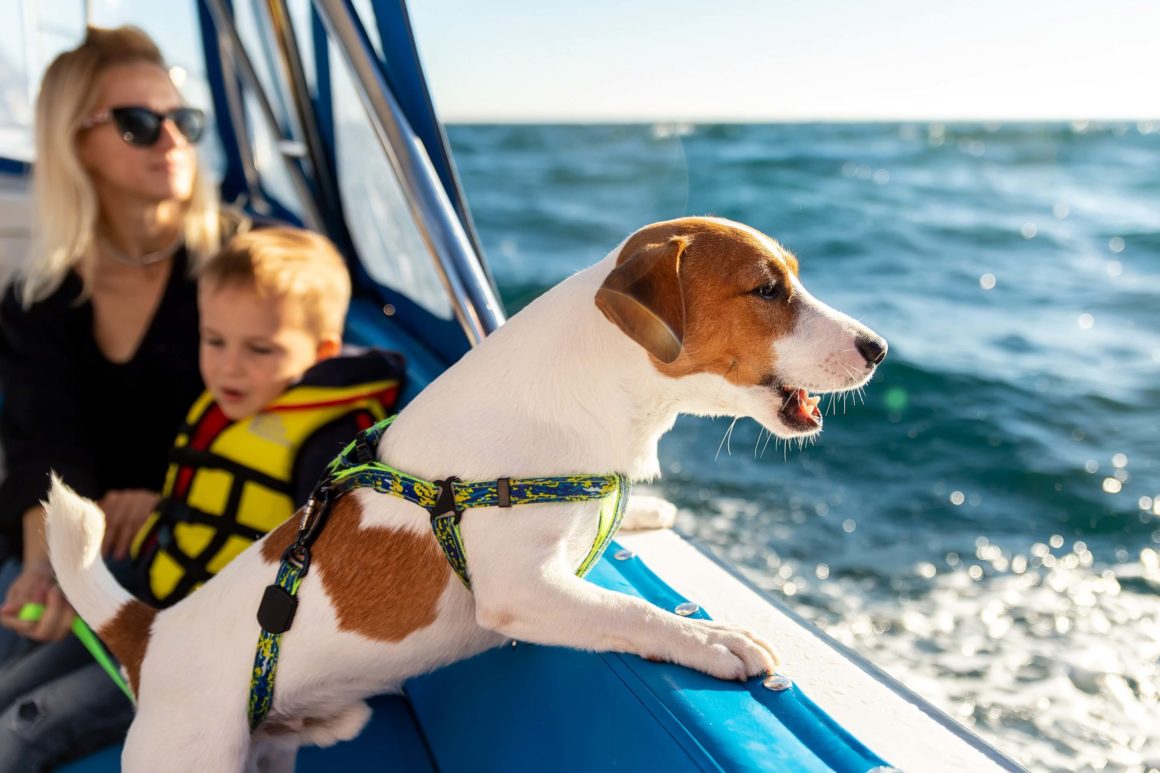 A dog looking over the side of a boat while wearing a harness