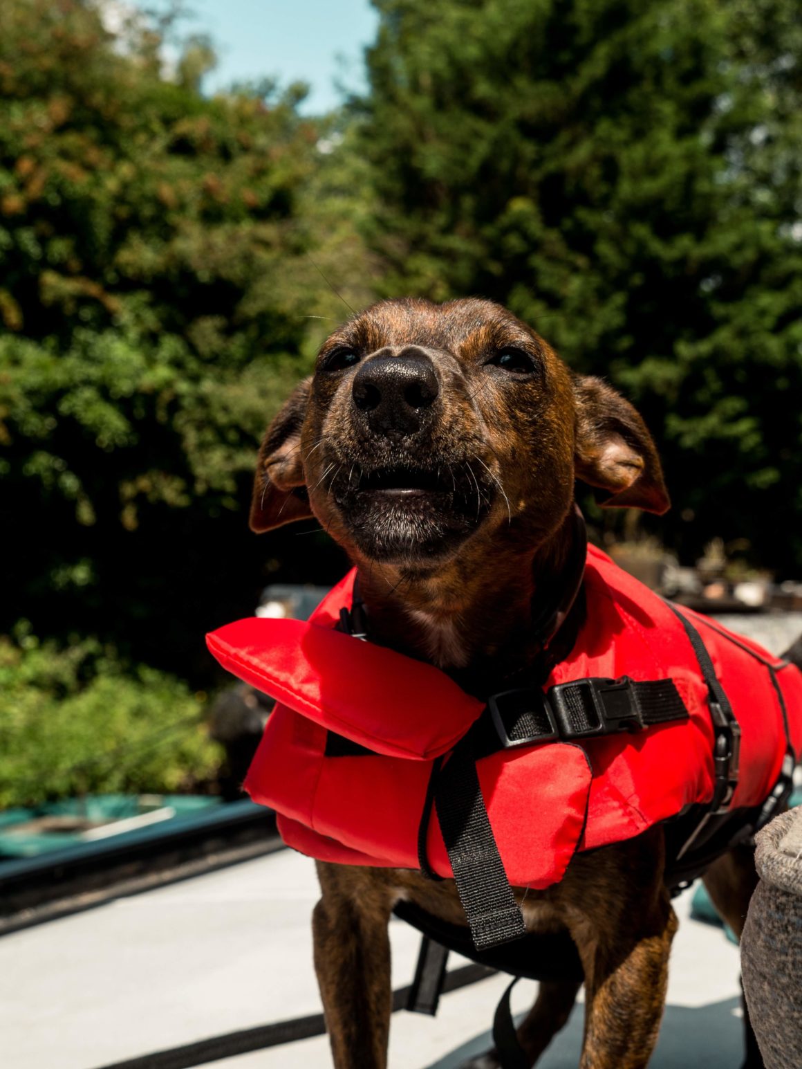 A dog barking on a boat while wearing a safety life jacket