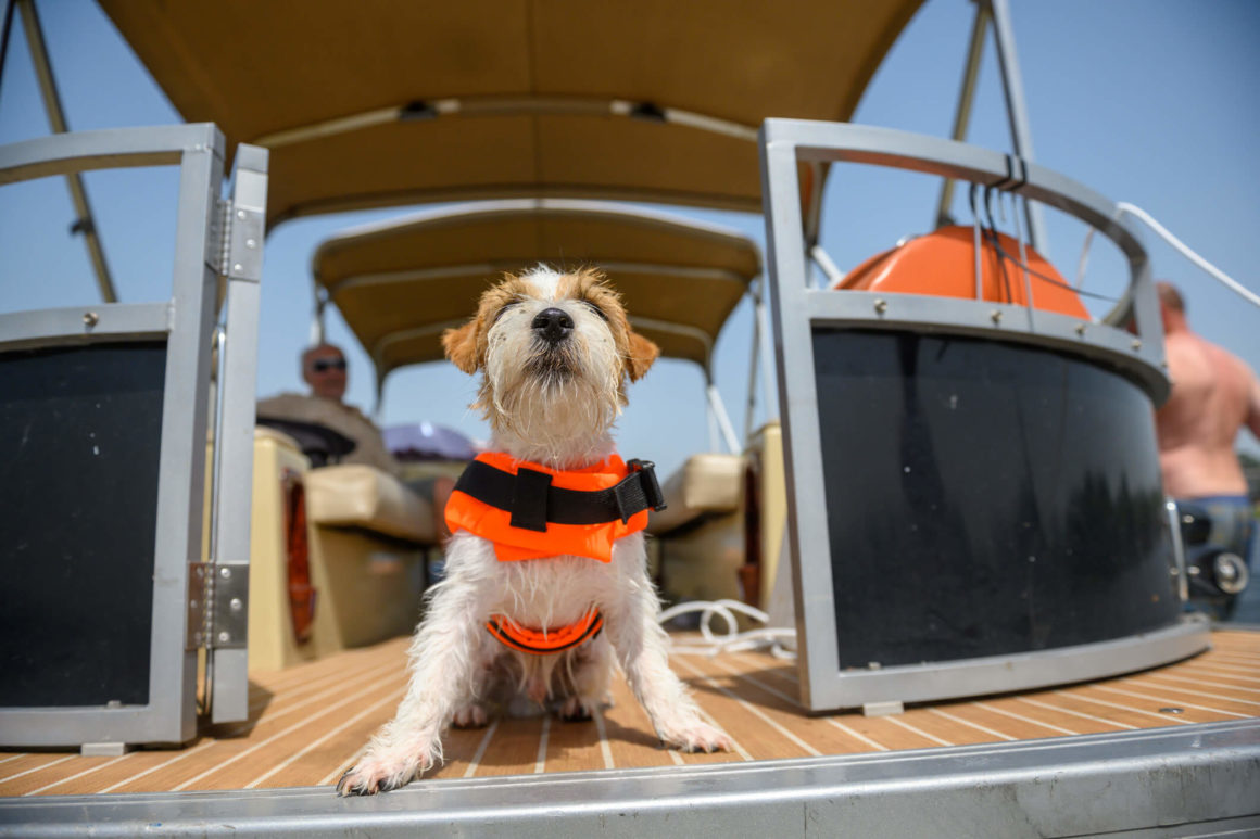 A dog sitting on a boat wearing a life vest