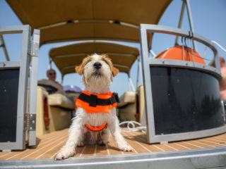 A dog sitting on a boat wearing a life vest
