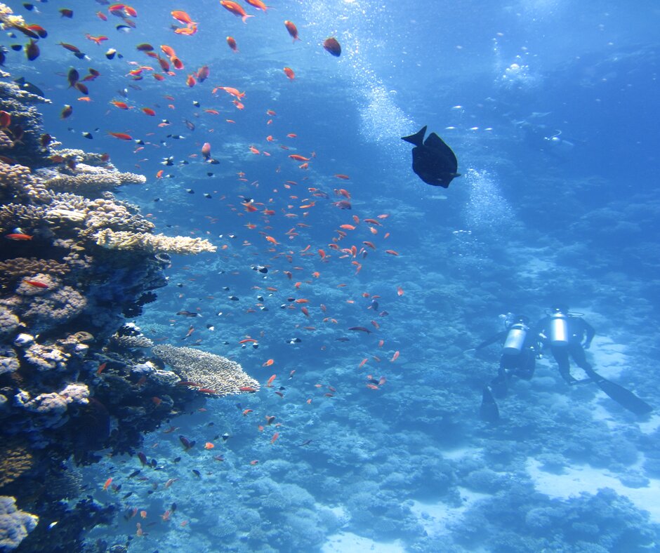 An underwater view of 2 snorkelers 