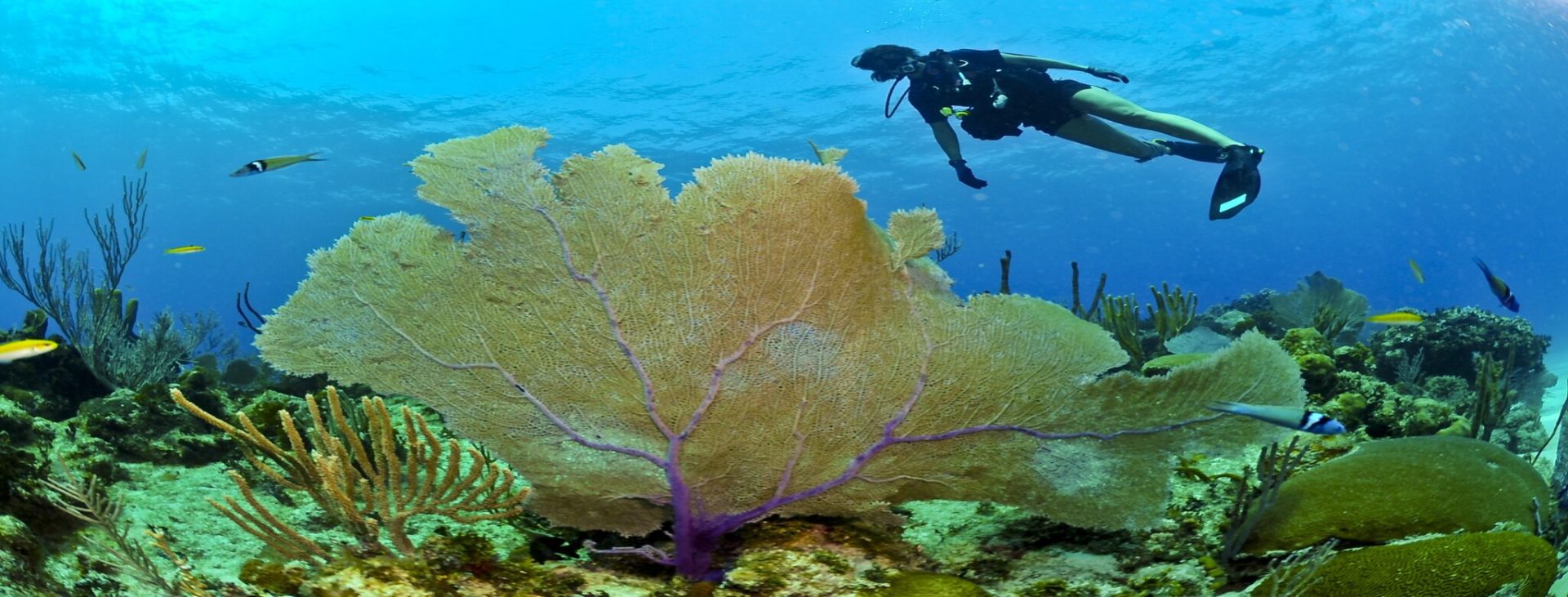 A person under the surface, scuba diving and exploring the depths of the water