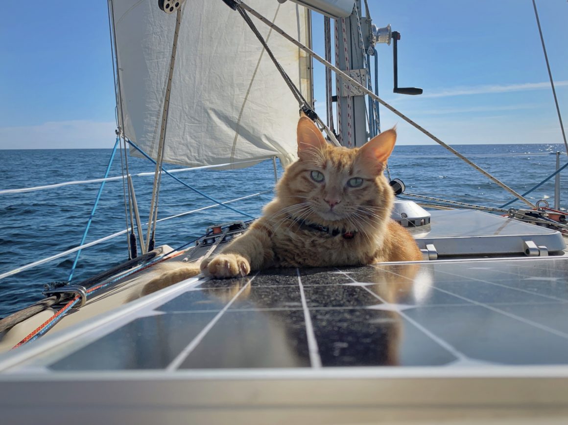 chat en bateau